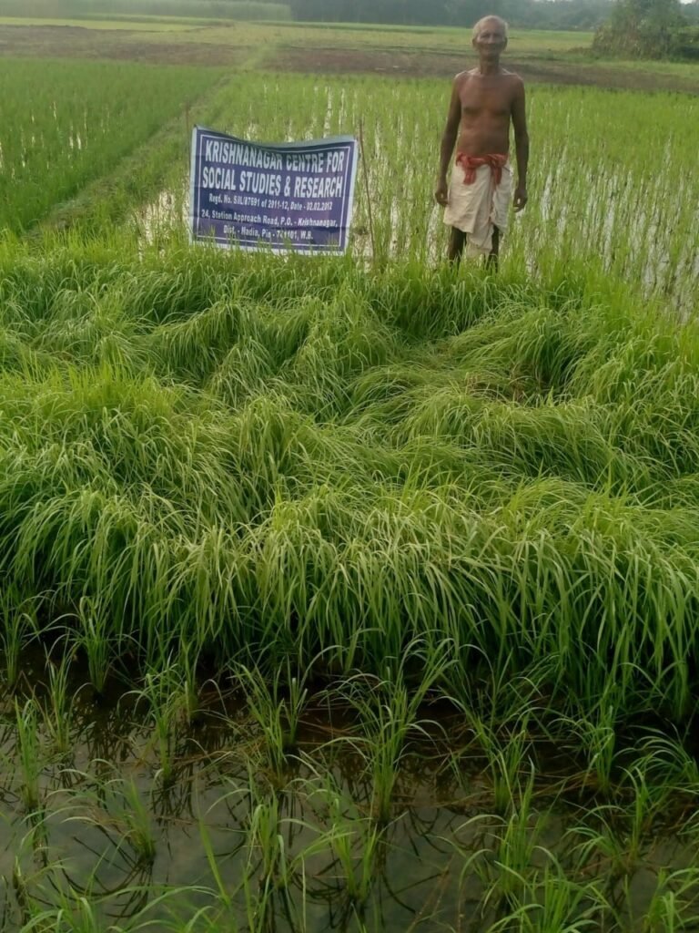 Among the farmers, Govindobhog and Radhuni Pagol rice seeds distributed by KCSSR – Part 2